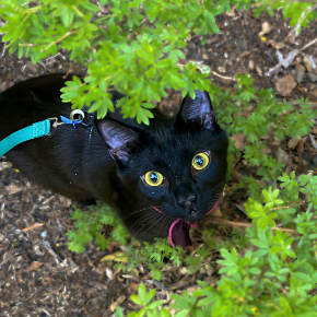 Picture for category Feline